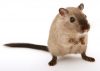 mouse to illustrate pest infestation 